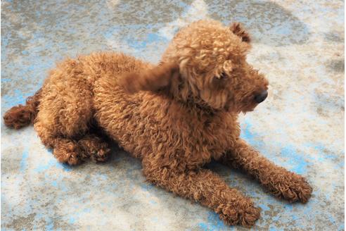 成約済の埼玉県のトイプードル-106700の3枚目